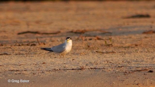 Yellow-billed Tern - ML201803631