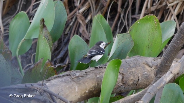 Schwarzrücken-Wassertyrann - ML201803671