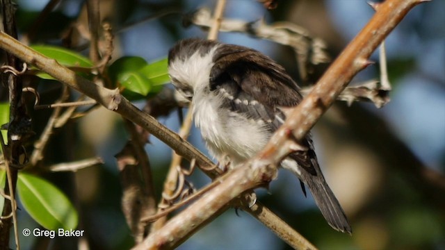 Black-backed Water-Tyrant - ML201803681