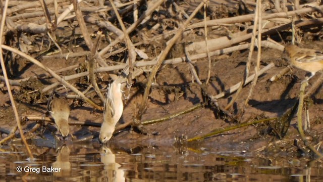 Semillero Acollarado - ML201803691