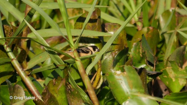 Rusty-collared Seedeater - ML201803701