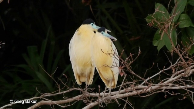 Capped Heron - ML201803731