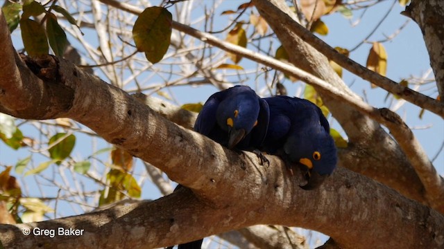 Hyacinth Macaw - ML201803751