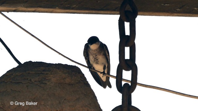 Brown-chested Martin (fusca) - ML201803761