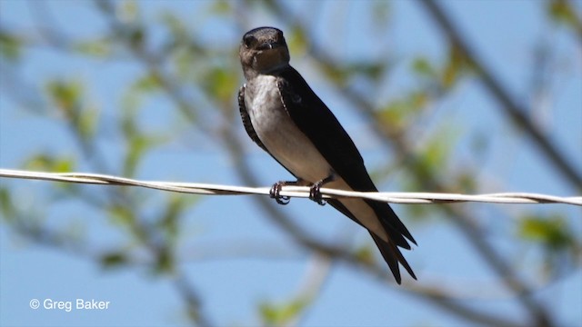 Gray-breasted Martin - ML201803771