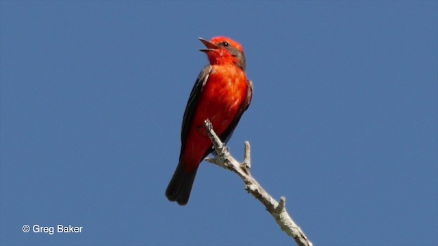 Vermilion Flycatcher (Austral) - ML201803791