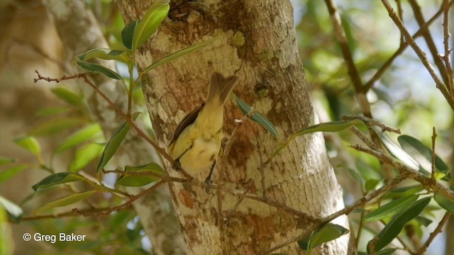 Plain Tyrannulet - ML201803811