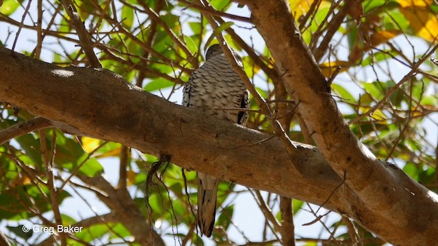 Colombe écaillée - ML201803831