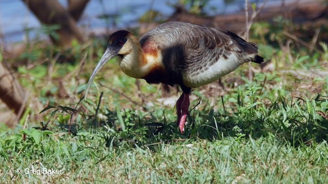 Buff-necked Ibis - ML201803841