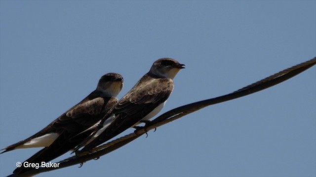 Brown-chested Martin (fusca) - ML201803851