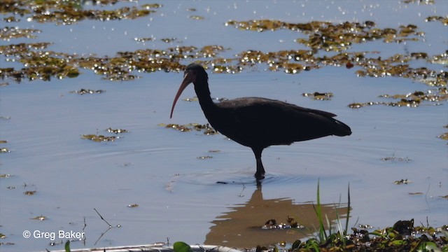 rødmaskeibis - ML201803861