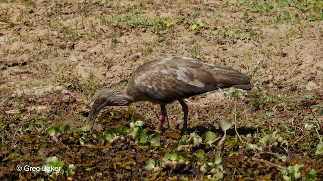 Ibis plombé - ML201803901