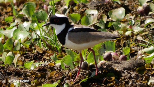 Pied Plover - ML201803921