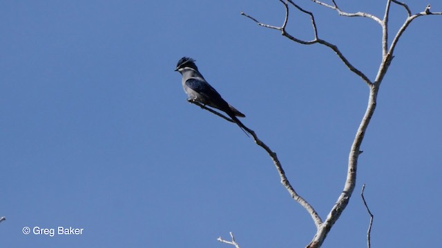 Vencejo Arborícola Bigotudo - ML201804001