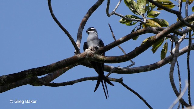 シラヒゲカンムリアマツバメ - ML201804011