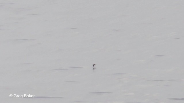 Heinroth's Shearwater - ML201804041