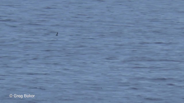 Heinroth's Shearwater - ML201804051