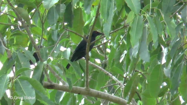 Metallic Starling - ML201804081