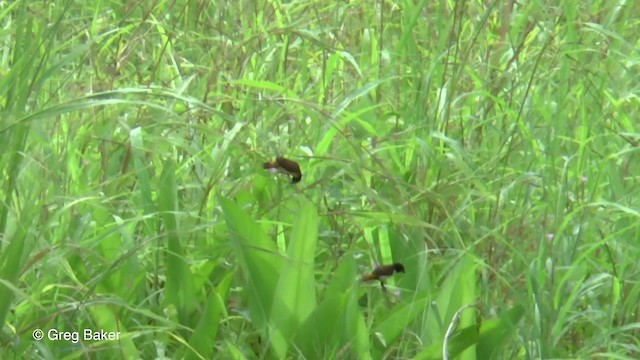 Hooded Munia - ML201804091