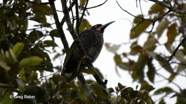 Yellow-browed Melidectes - ML201804111