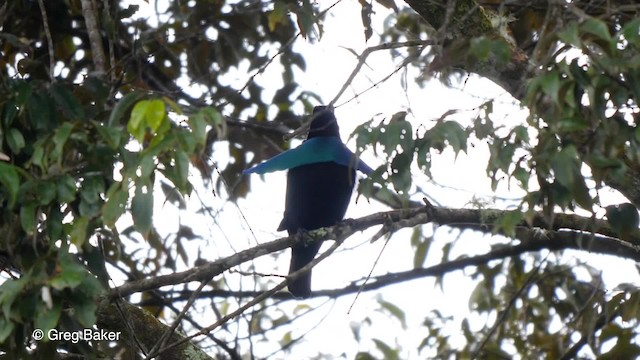 Ave del Paraíso Soberbia Mayor - ML201804121