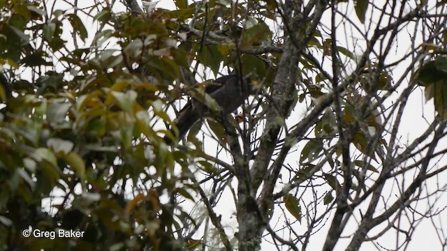 Smoky Honeyeater - ML201804131