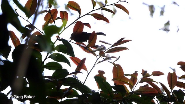 Spotted Berrypecker - ML201804141