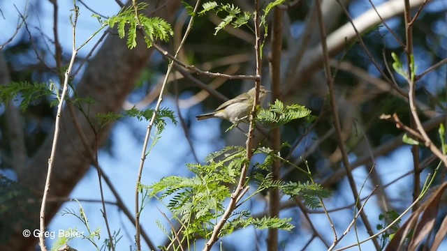 Cape May Warbler - ML201804181