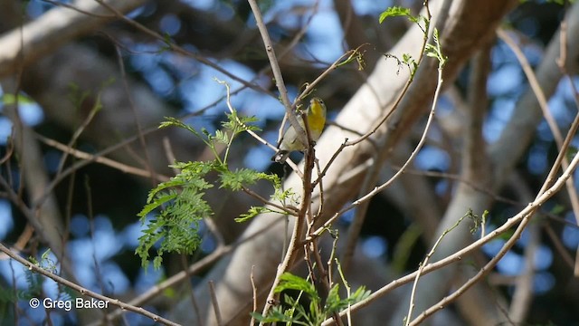 Northern Parula - ML201804191