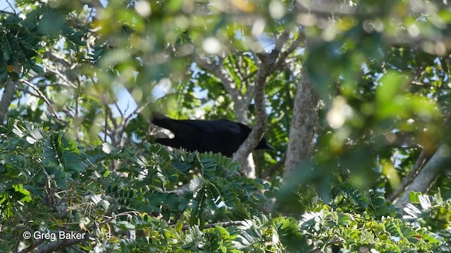 Cuban Palm-Crow - ML201804201