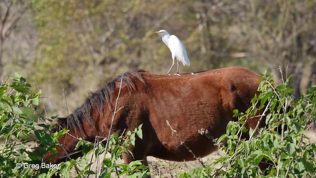 Western Cattle Egret - ML201804221