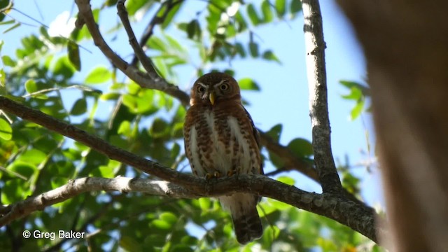 Mochuelo Sijú - ML201804231