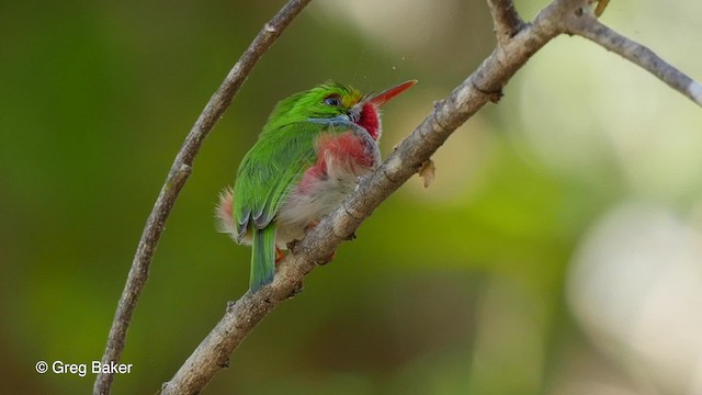 Cuban Tody - ML201804241