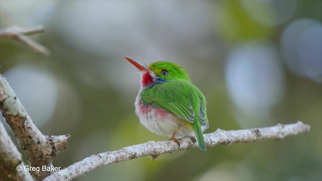 Cuban Tody - ML201804251