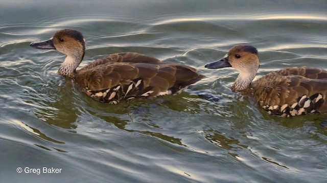 Dendrocygne des Antilles - ML201804281