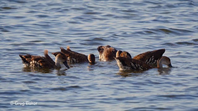 Dendrocygne des Antilles - ML201804291