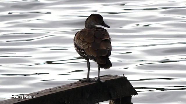 Dendrocygne des Antilles - ML201804301