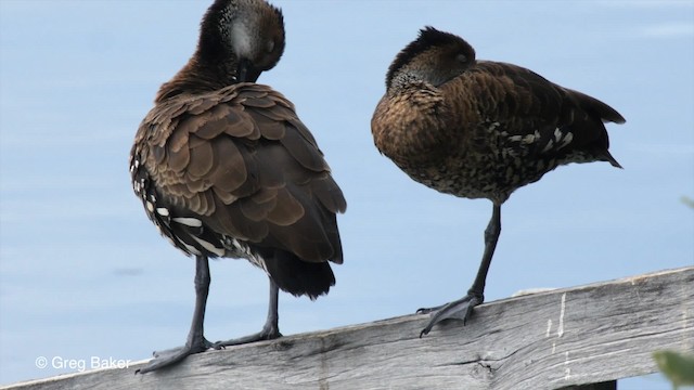 West Indian Whistling-Duck - ML201804311