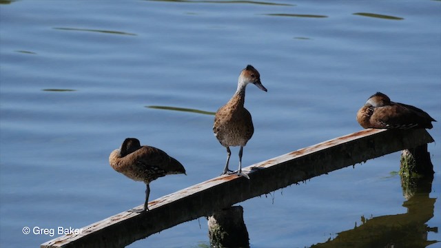 Dendrocygne des Antilles - ML201804321