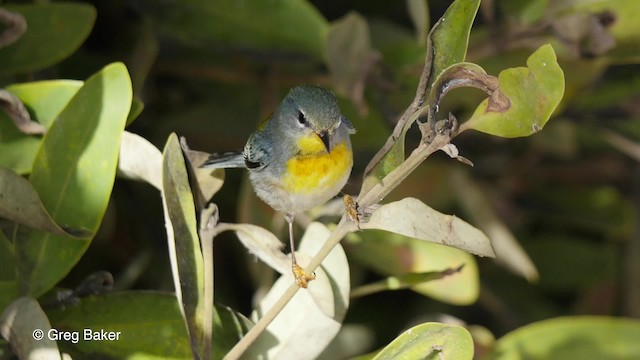 Northern Parula - ML201804431