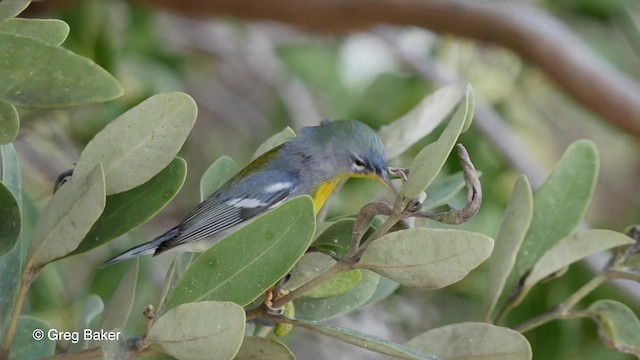 Northern Parula - ML201804451