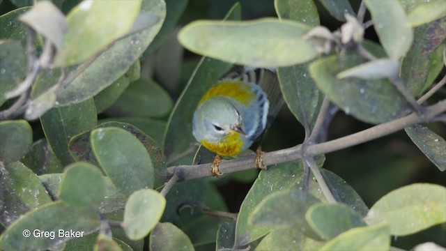 Northern Parula - ML201804461