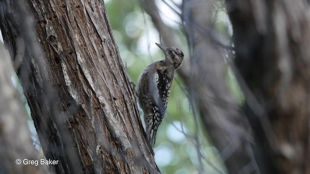 Yellow-bellied Sapsucker - ML201804511