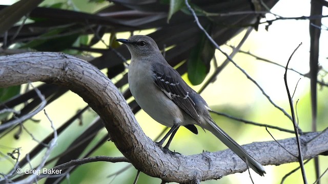 Northern Mockingbird - ML201804521