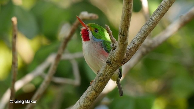 Todier de Cuba - ML201804621