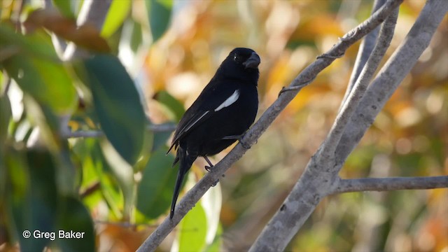 Semillero Negrito - ML201804641