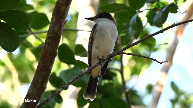 Büyük Antil Tiranı [caudifasciatus grubu] - ML201804651