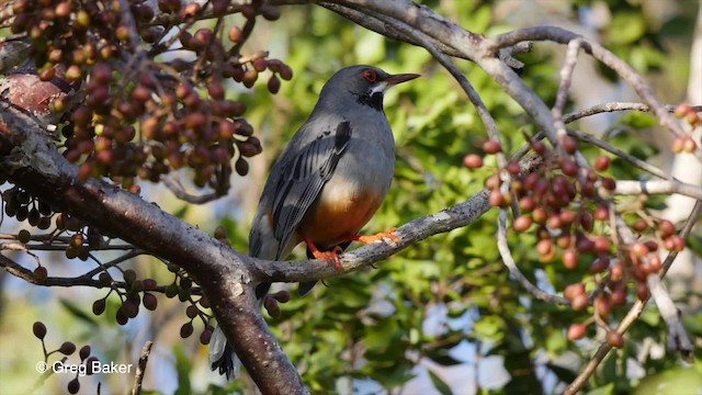 Western Red-legged Thrush (Rusty-bellied) - ML201804661