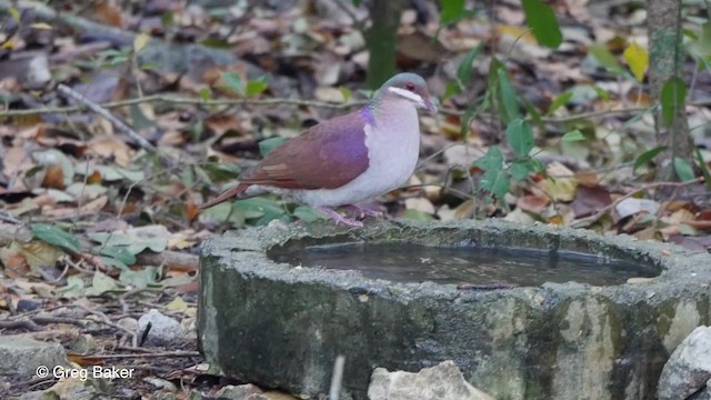 Colombe à joues blanches - ML201804721