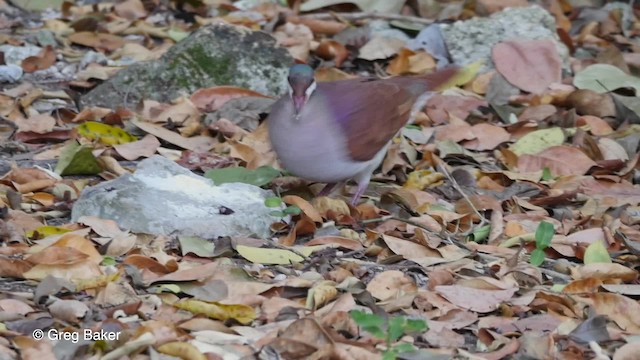 Colombe à joues blanches - ML201804731